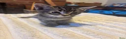 Mixed Breed cats for sale: Kittens for sale in Banbury - Advert 10