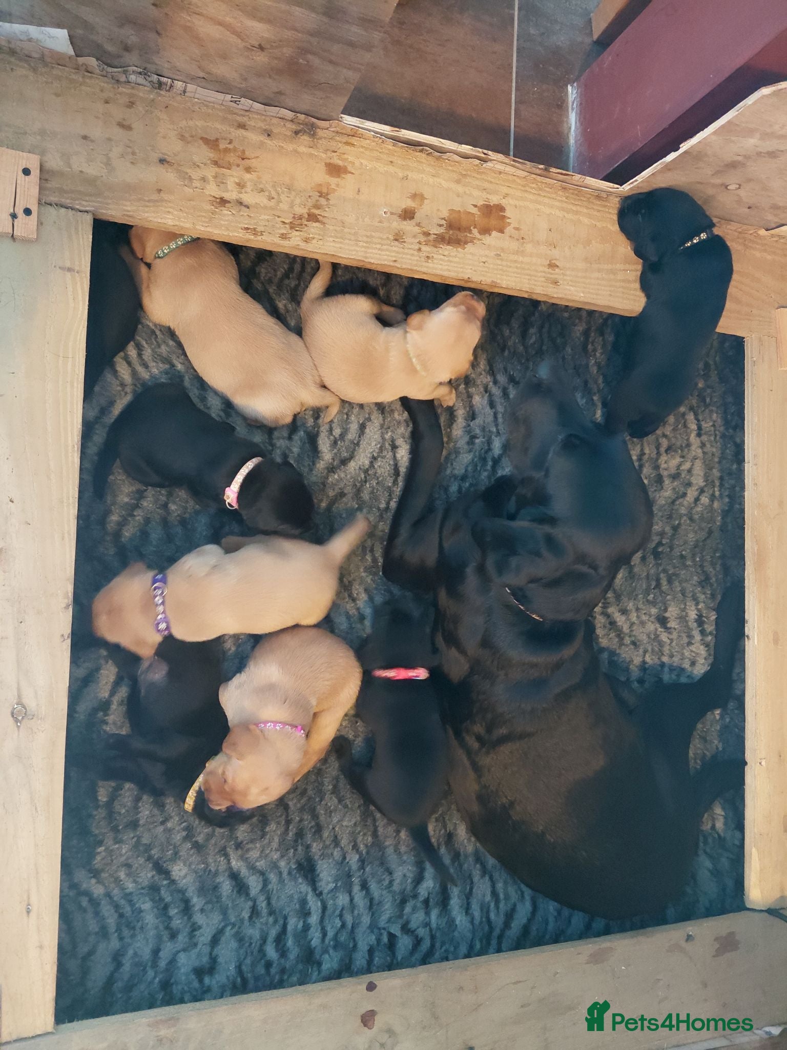 Labrador Retriever dogs Red fox and black lab retriever puppies. - Advert 16