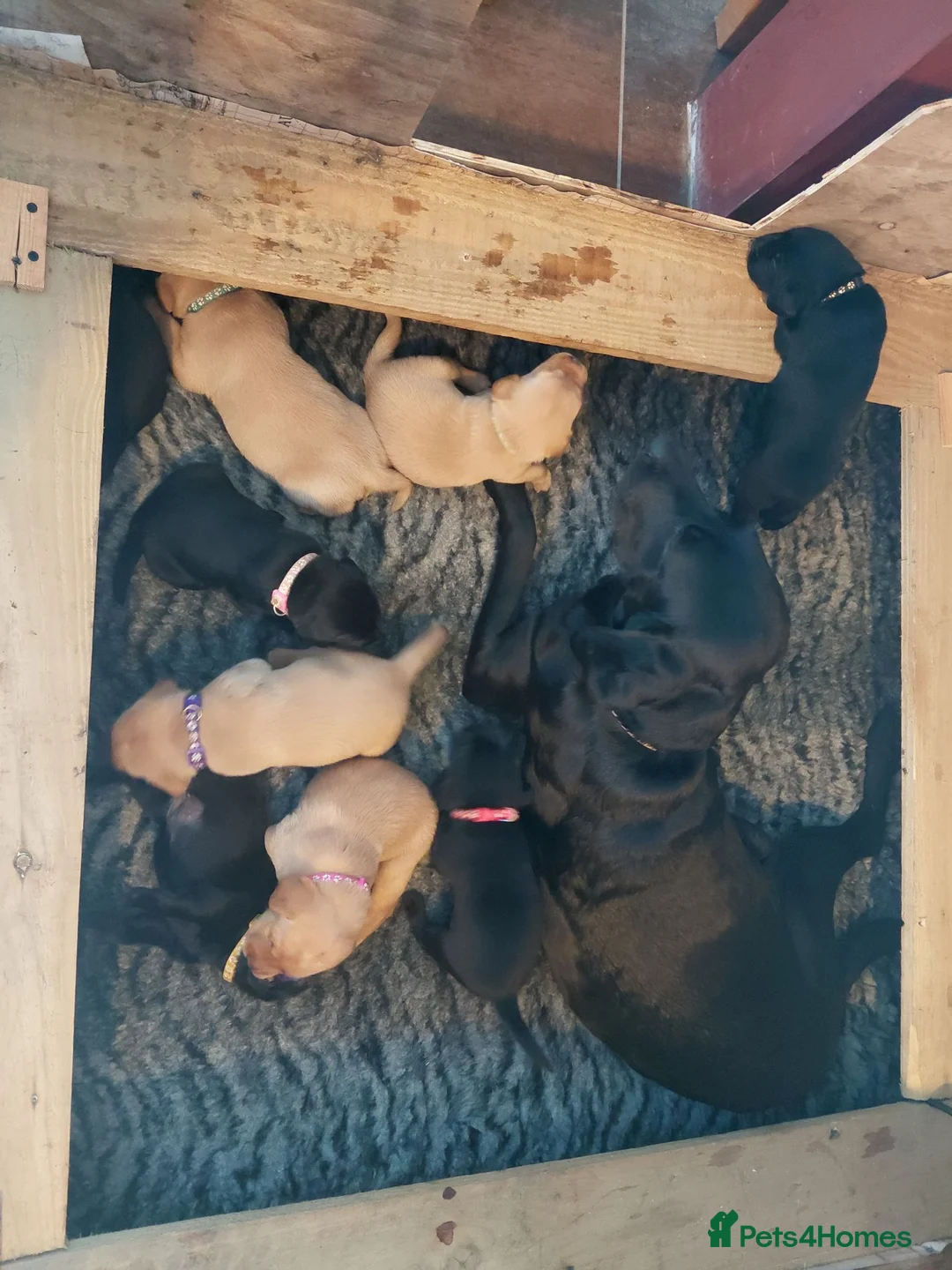 Labrador Retriever dogs for sale: Red fox and black lab retriever puppies. - Advert 16