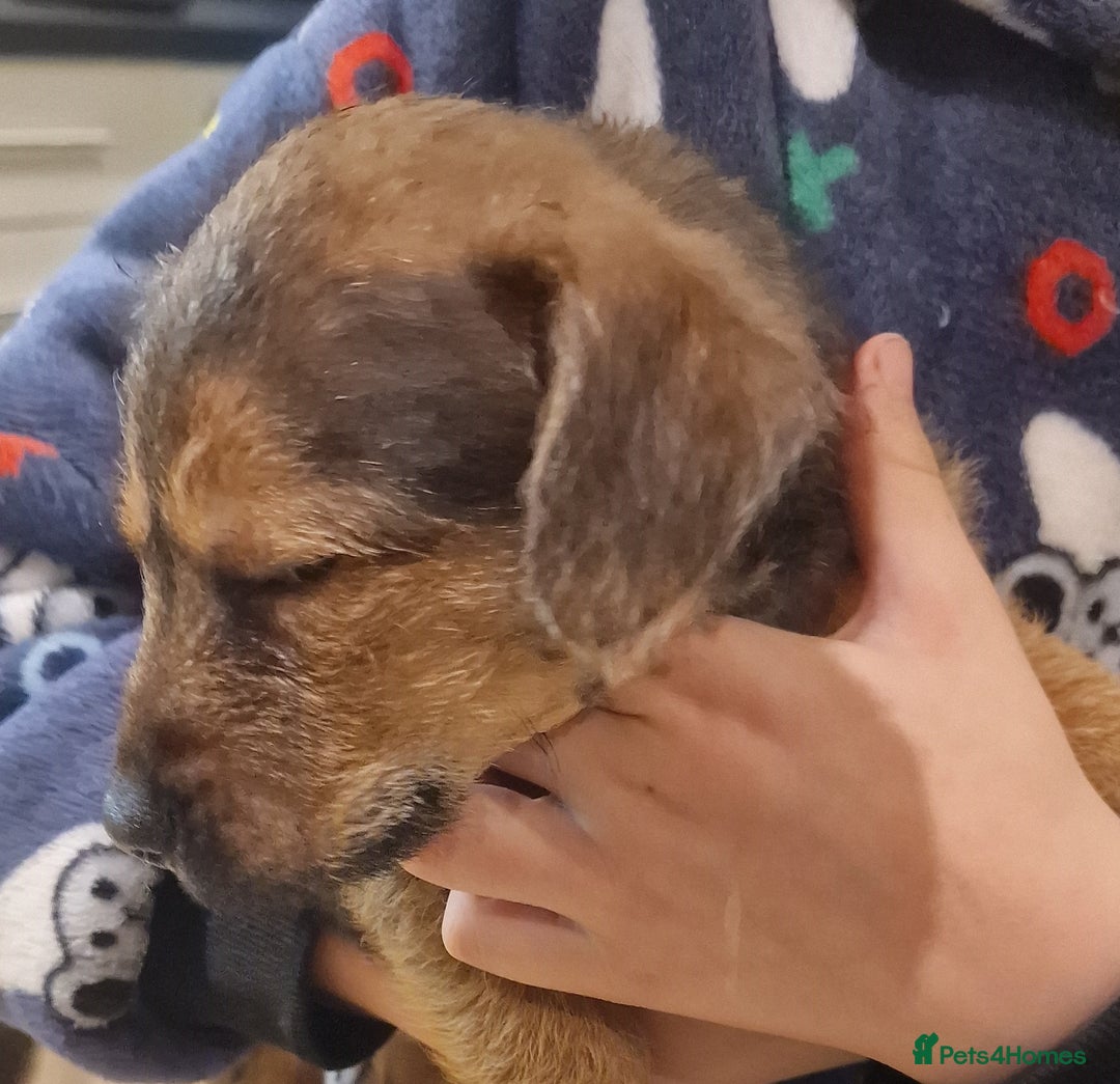 Mixed Breed dogs for sale: Beautiful Patterdale × Jack Chi Puppies - Image 10