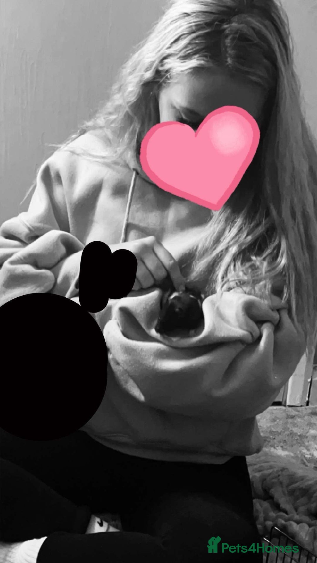 Hamster rodents for sale: FREE her name is patch and is super friendly x - Image 3