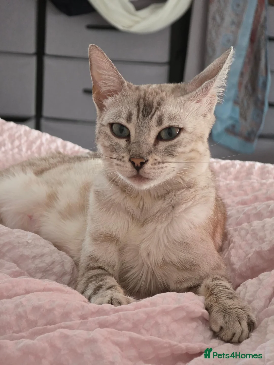 Bengal cats for sale: Beautiful Bengal Kittens – Loving Homes Only  - Advert 28