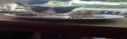 Mixed Breed cats for sale: Gorgeous Kittens for sale  - Advert 7