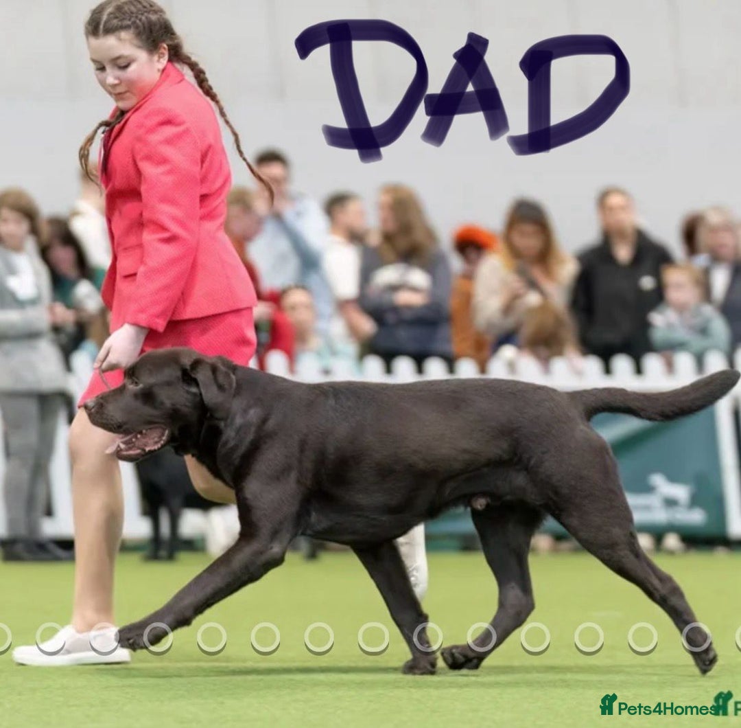 Labrador Retriever dogs for sale: Choc/silver labrador retriever pup F - Image 5