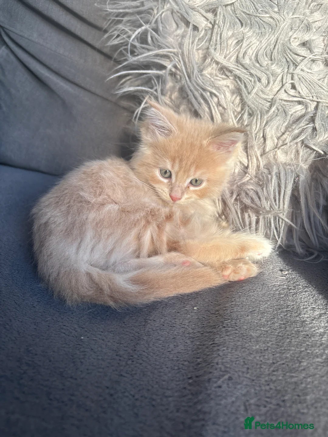 Maine Coon cats for sale: 3 cream girl Maine coon Kittens - Advert 2