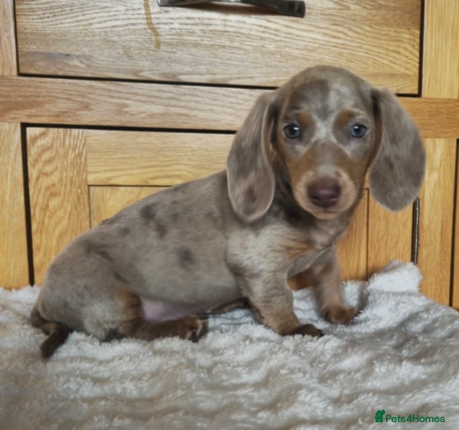 Miniature Dachshund dogs READY NOW MINIATURE DACHSHUNDS  - Advert 11