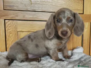 Miniature Dachshund dogs READY NOW MINIATURE DACHSHUNDS - Advert 11