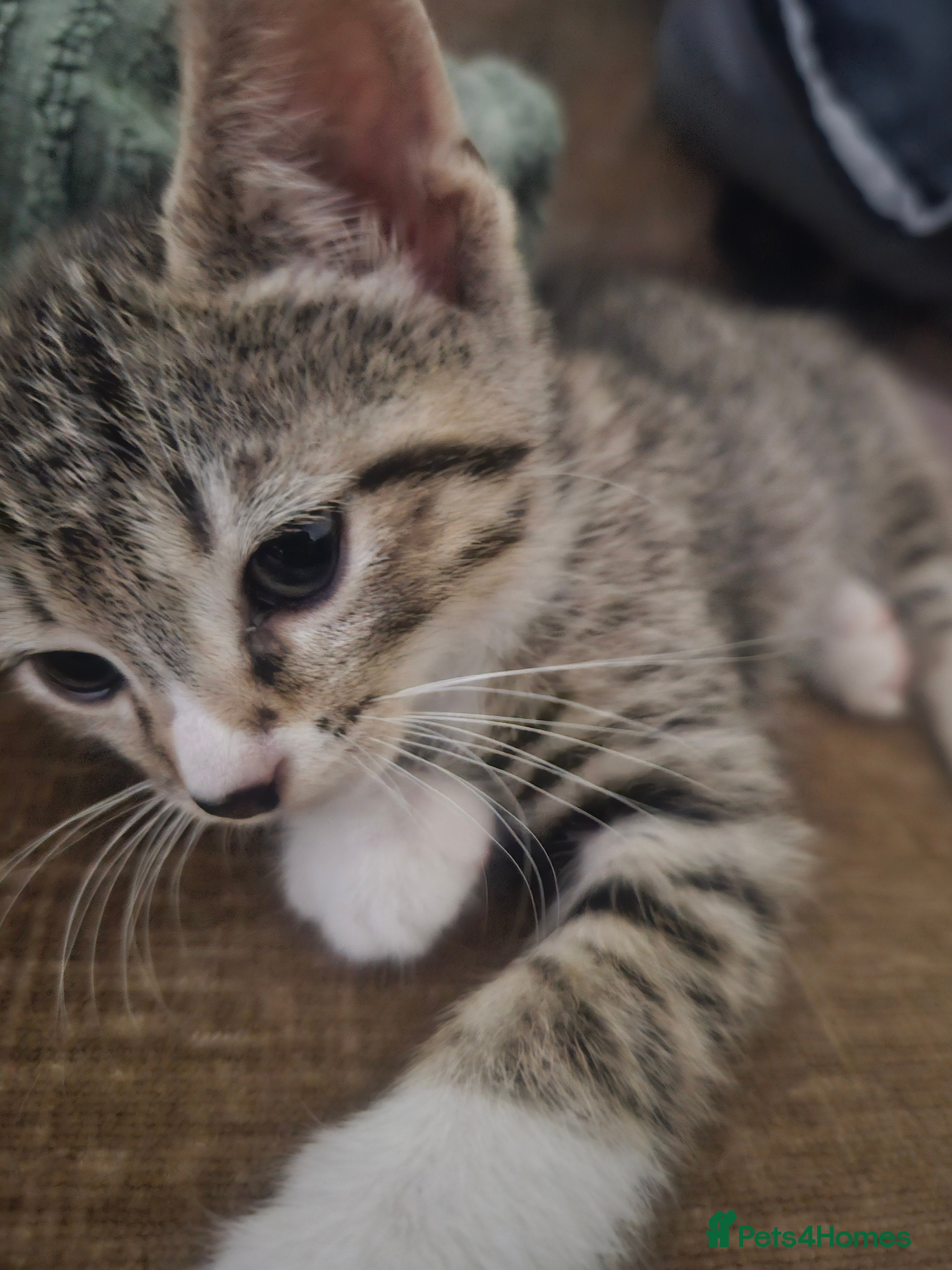 Mixed Breed cats Mix breed kittens mum is bengal cross - Advert 2