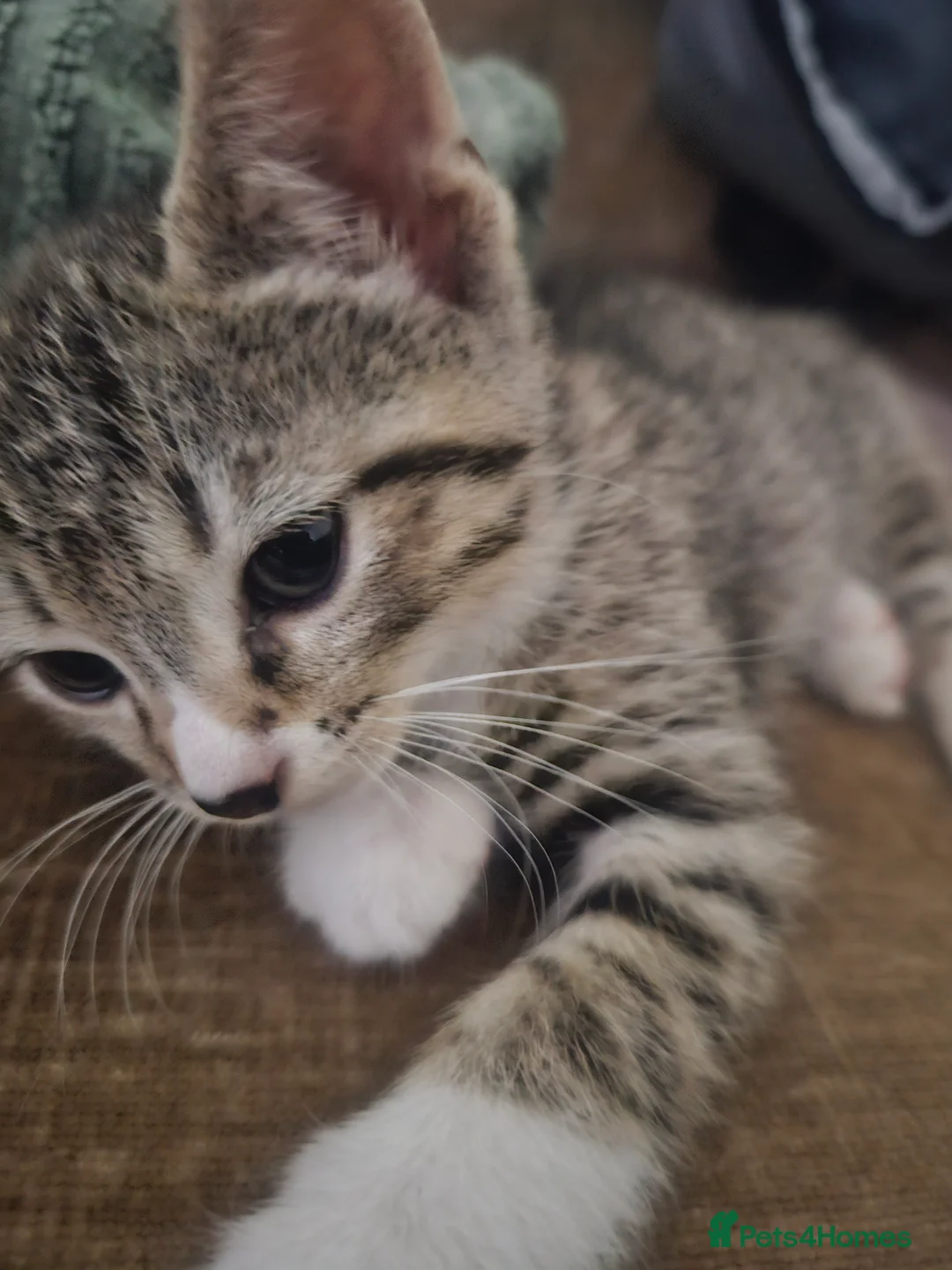 Mixed Breed cats for sale: Mix breed kittens mum is bengal cross - Advert 2