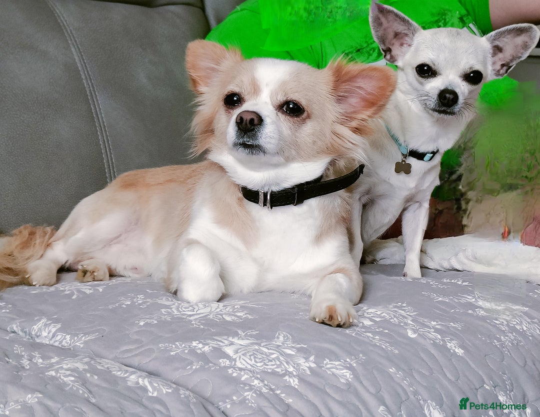 Chihuahua dogs for sale: Loyal Chihuahua Pair Seeking Loving Home - Image 4