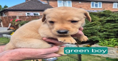 Labrador Retriever dogs - Advert 7
