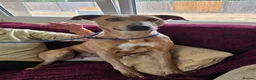 Mixed Breed dogs for adoption: Beautiful Sadie  - Advert 3