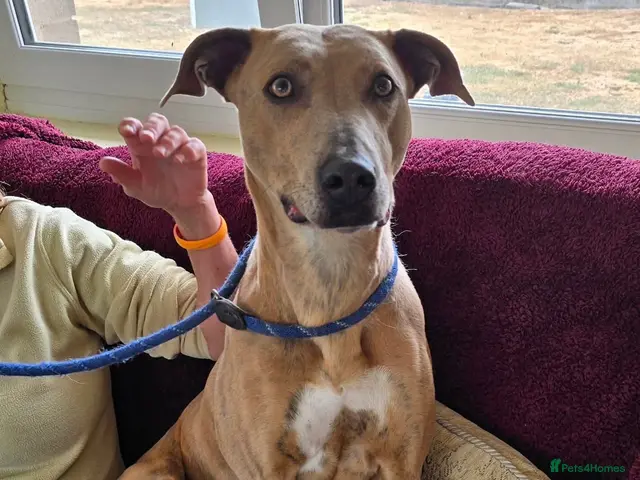Mixed Breed dogs Beautiful Sadie - Advert 2