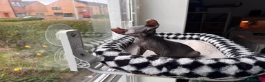 Sphynx Kitten 1