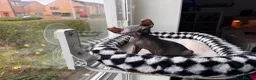Sphynx cats for sale: Gorgeous Elf ear Sphynx boy - Advert 2