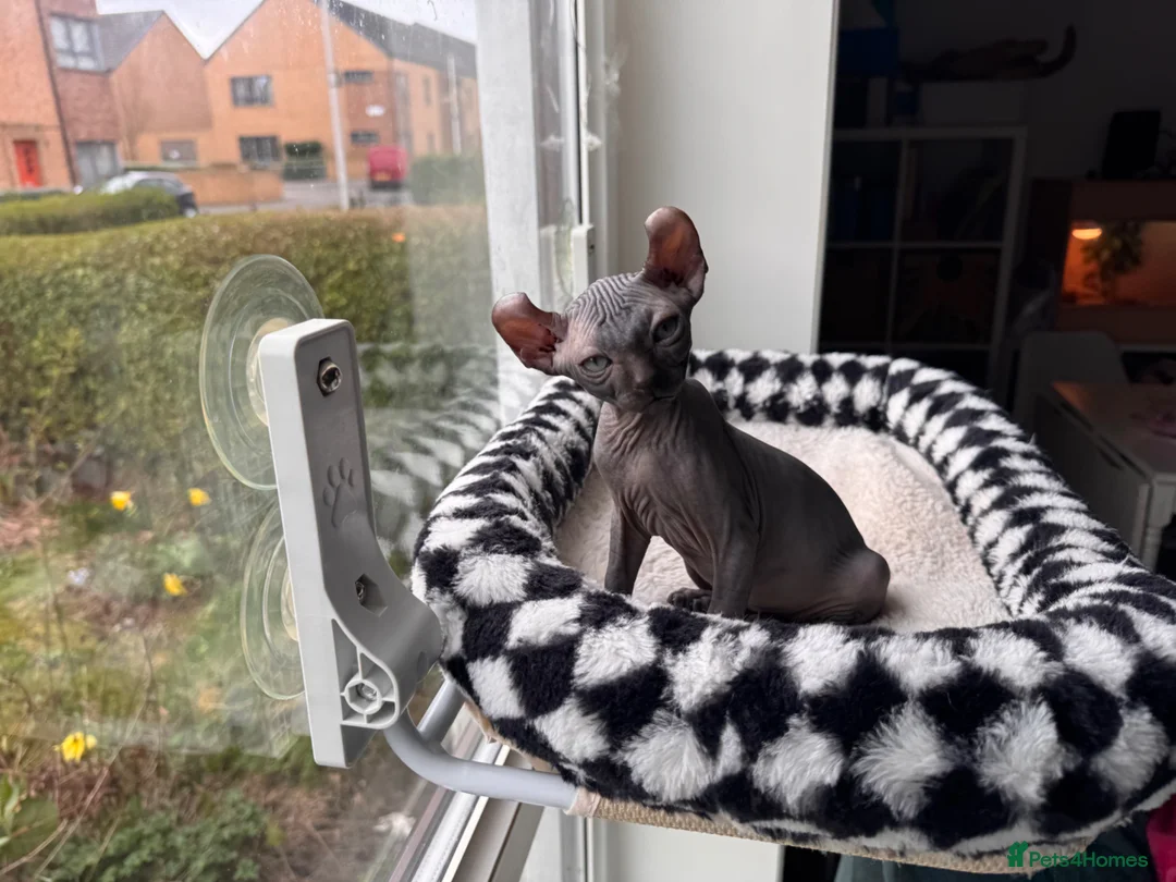 Sphynx cats for sale: Gorgeous Elf ear Sphynx boy - Advert 2
