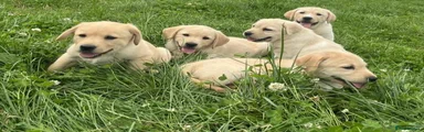 Labrador Retriever Puppy 1