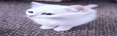 British Shorthair 1
