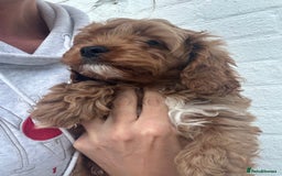Cavapoo dogs for sale: Health tested cavapoo puppy’s  - Image 3