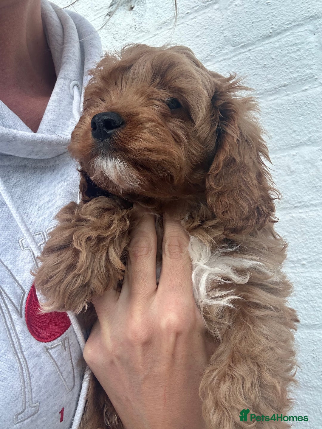 Cavapoo dogs for sale: Health tested cavapoo puppy’s  - Image 3