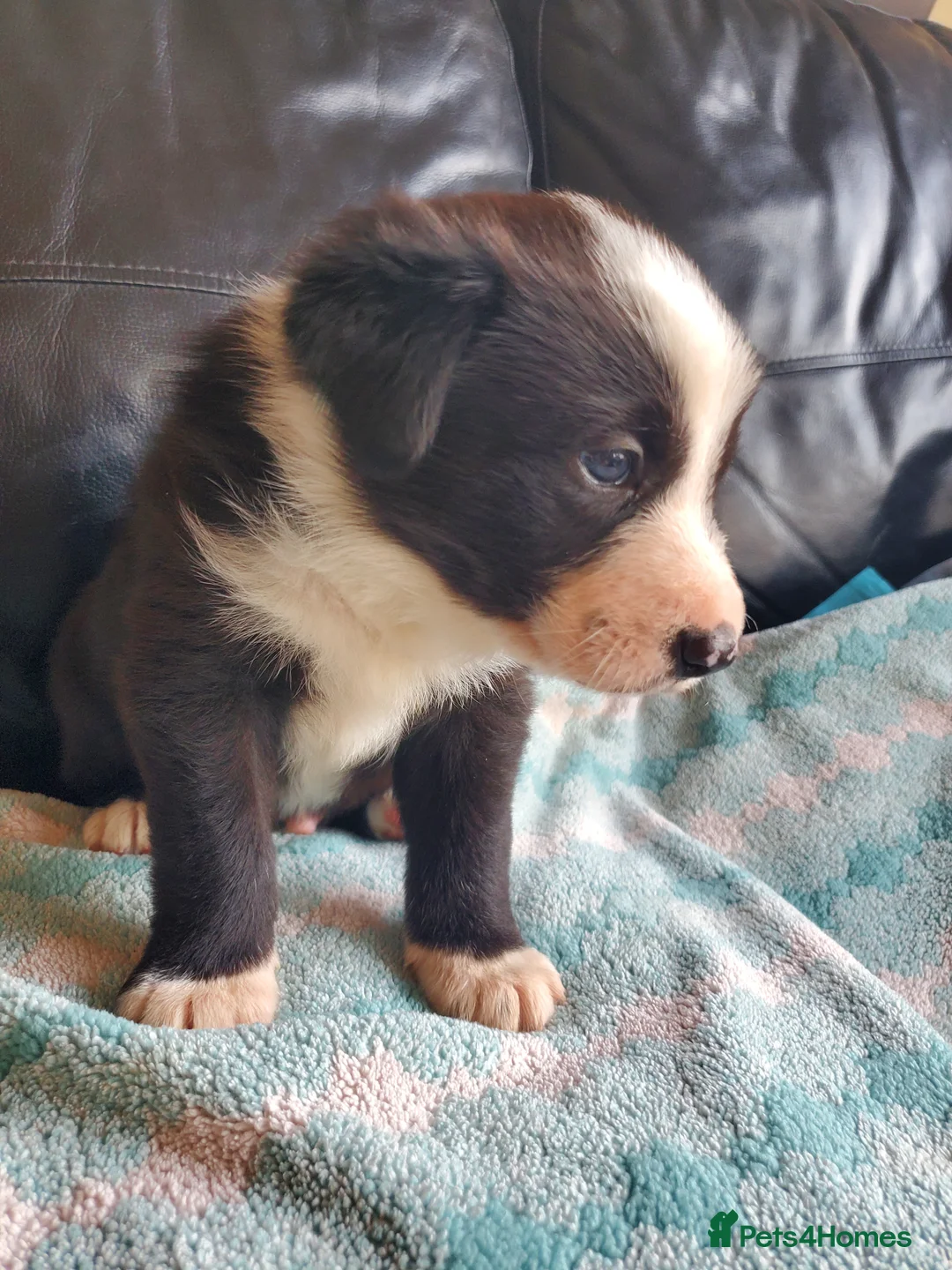 Mixed Breed dogs for sale: 2 male puppies for sale.  - Advert 3