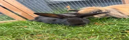 Mini Lion Lop rabbits for sale: Adorable bunnies for sale  - Advert 7