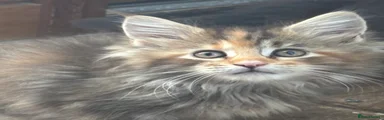 Maine Coon 4