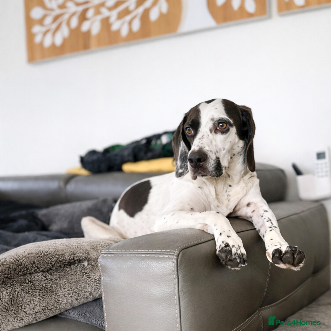 Pointer dogs for adoption: ❤️🐾 Nitsa is ready to keep moving forward 🐾 - Advert 5