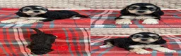 Cockapoo dogs for sale: STUNNING COCKAPOO PUPPIES READY NOW  - Advert 16