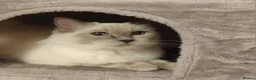 Ragdoll cats for sale: Retired Queen GCCF registered 7yrs old in Keighley - Advert 1