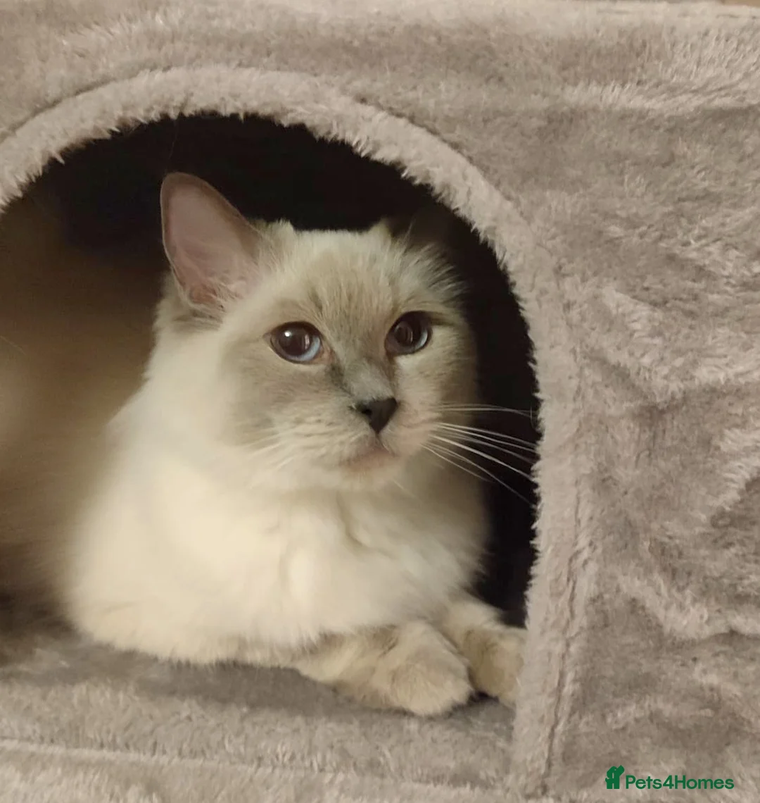 Ragdoll cats for sale: Retired Queen GCCF registered 7yrs old in Keighley - Advert 1