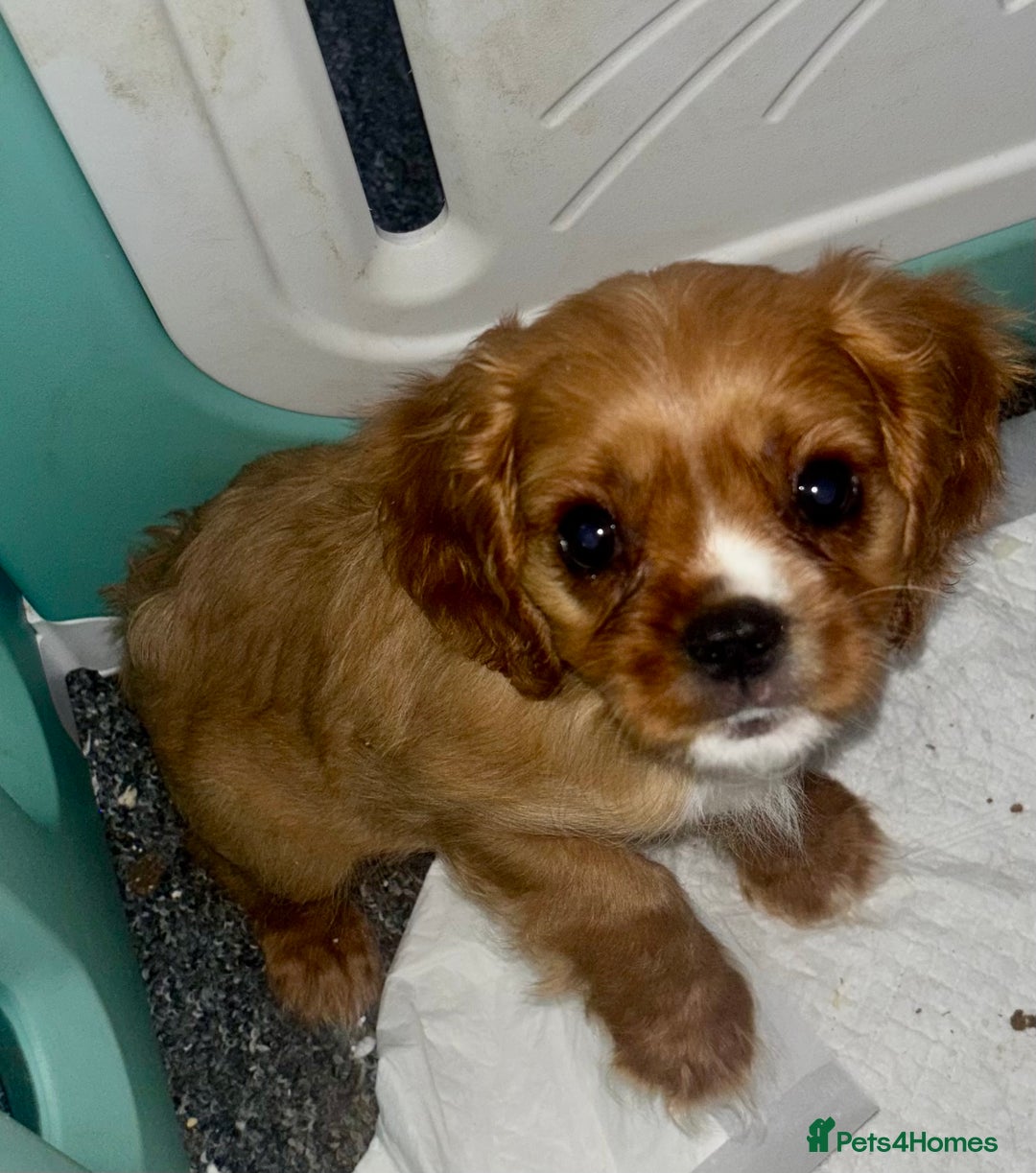 Cavalier King Charles Spaniel dogs for sale: King Charles cavalier  in Arundel - Image 7