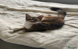 Domestic Shorthair cats for sale: Female kitten - Image 5