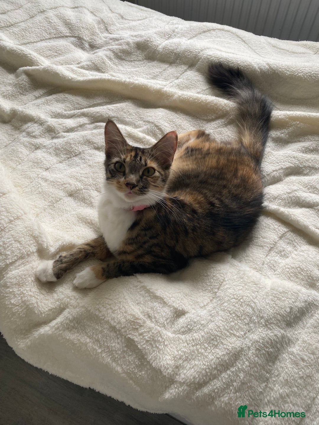 Domestic Shorthair cats for sale: Female kitten - Image 5