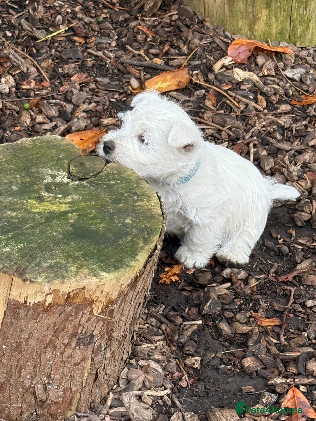 West Highland Terrier dogs for sale: Stunning West Highland White Terrier Babies - Image 4