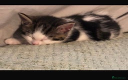 British Shorthair cats for sale: Adorable kitten  - Image 4