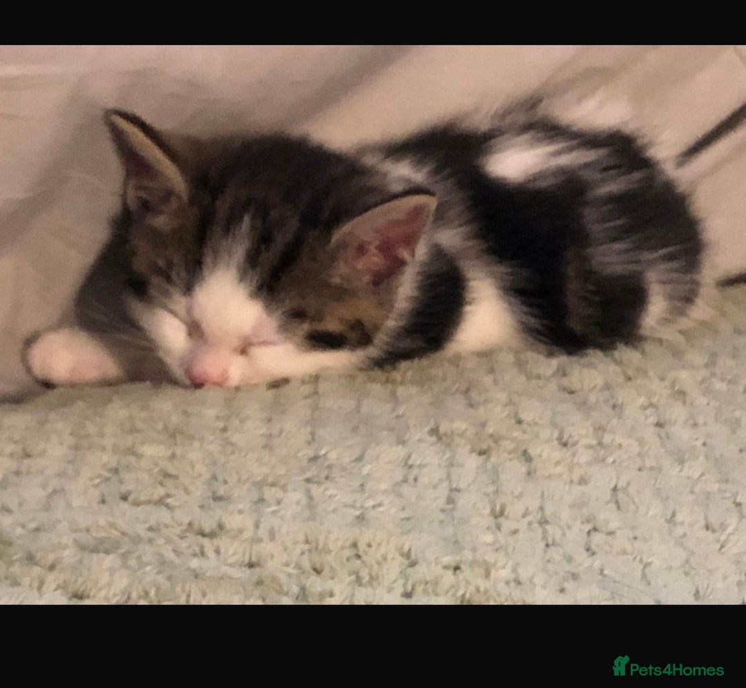 British Shorthair cats for sale: Adorable kitten  - Image 4