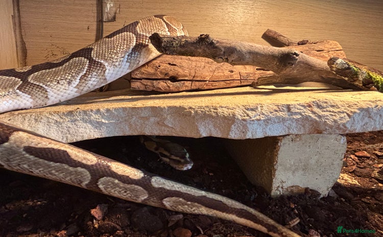 Python Snake reptiles - Advert 1