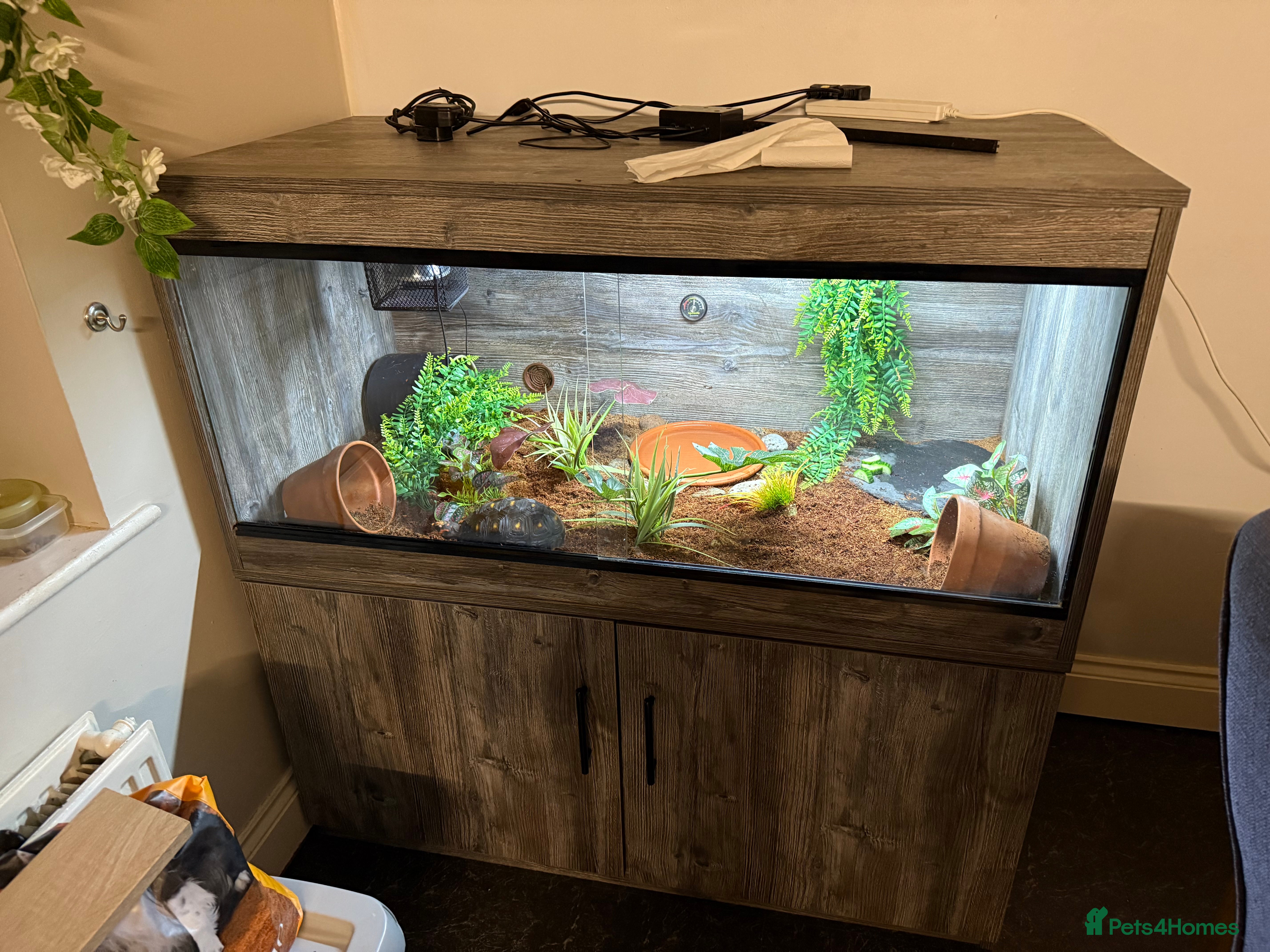 Tortoise reptiles 2 year old red footed tortoise and set up  - Advert 9