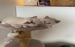 Ragdoll cats for sale: 6 ragdoll kittens  - Image 14