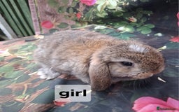 Mini Lop rabbits for sale: Mini lop baby rabbits - Image 2