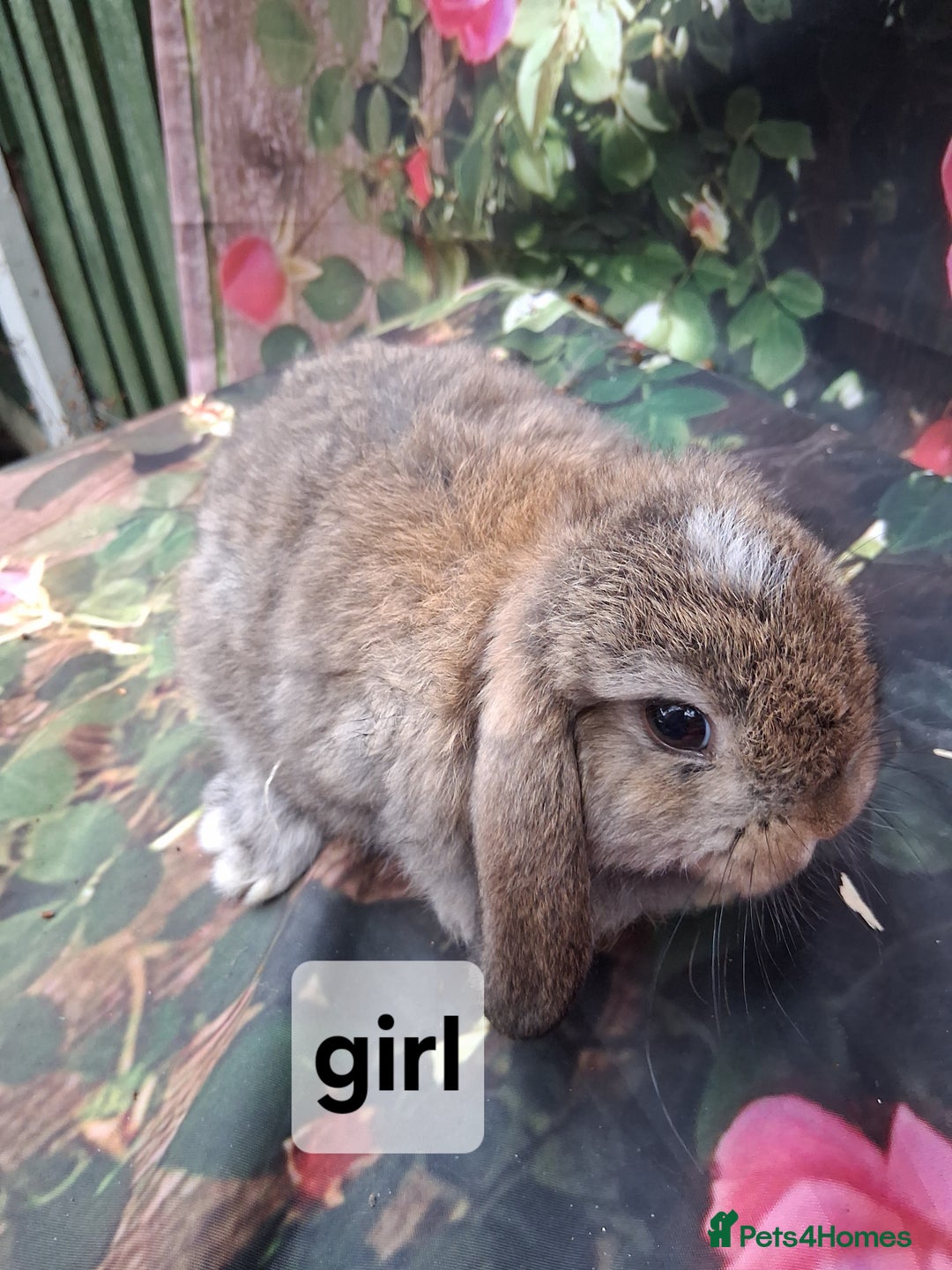 Mini Lop rabbits for sale: Mini lop baby rabbits - Image 2