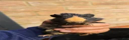 Guinea Pig rodents for sale: Baby Guinea.\nPigs - Advert 7