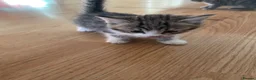 Mixed Breed cats for sale: 4 mixed breed kittens for sale  in Sittingbourne - Advert 9