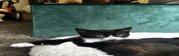 Mixed Breed cats for sale: 4 kittens - 2 male, 2 female  - Advert 19