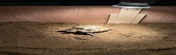 Tortoise reptiles for sale: 2 x Horsefield  tortoises  - Advert 6