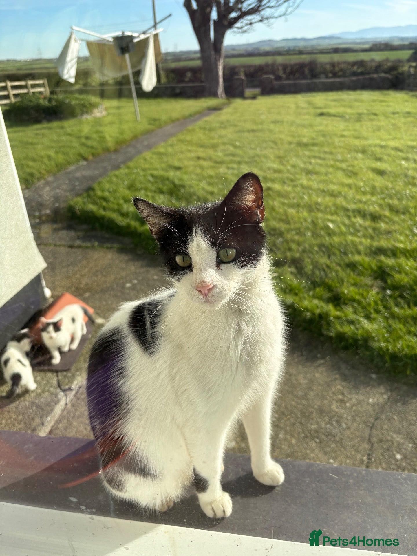 British Shorthair cats for sale: Beautiful farm kittens - Advert 3