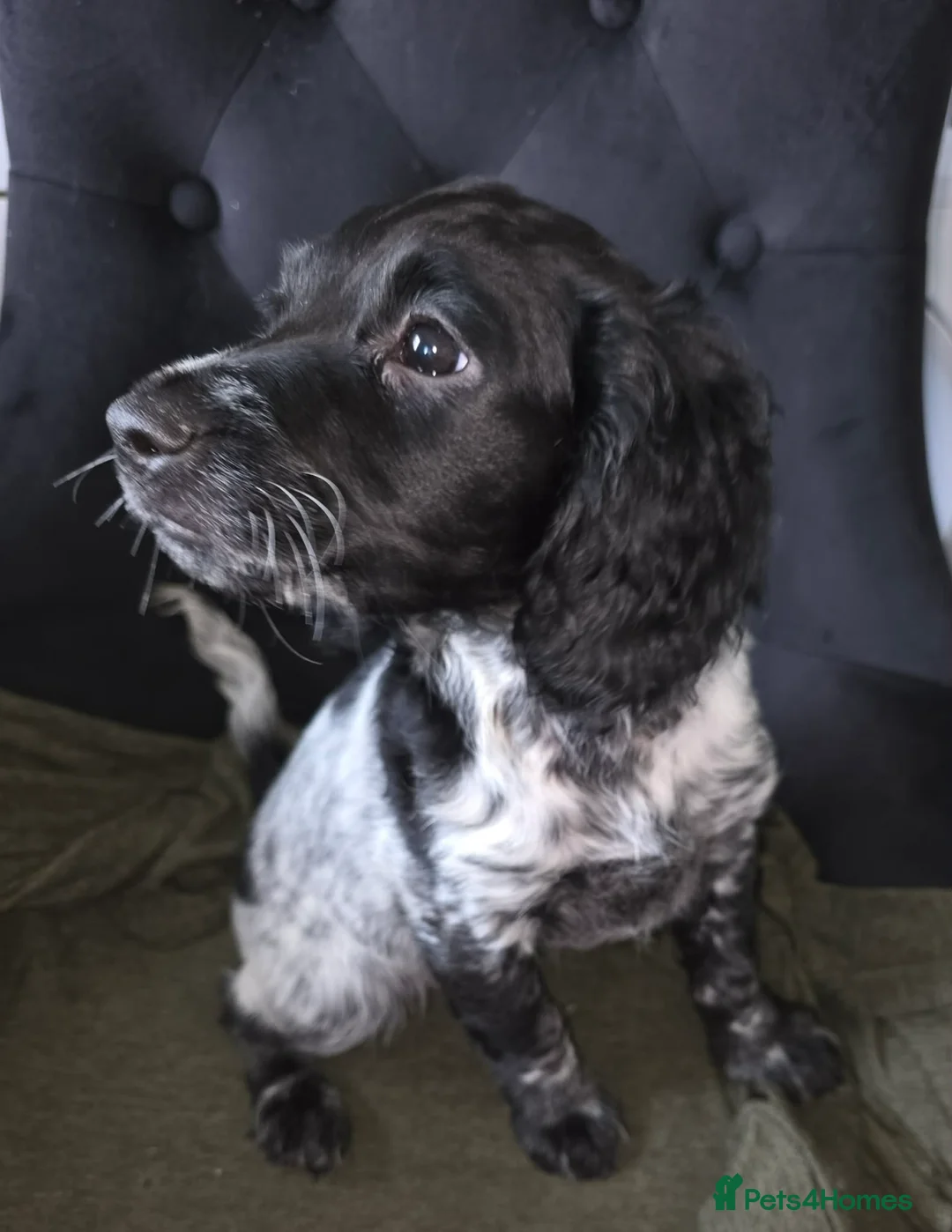 Cockapoo dogs for sale: 😍Fully Vaccinated & Now ready to leave😍 - Advert 2