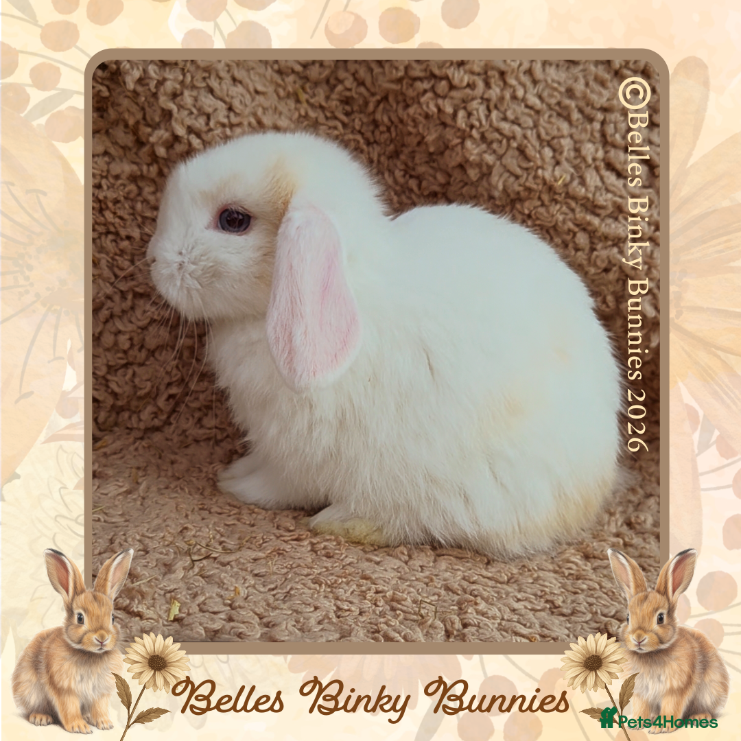 Mini Lop rabbits 🌷 Ready 3rd April 🌷Only 1 left 🌷 Baby Mini Lop - Advert 2