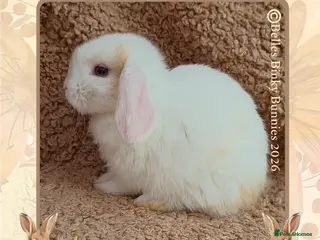 Mini Lop rabbits 🌷 Ready 3rd April 🌷Only 1 left 🌷 Baby Mini Lop - Advert 2